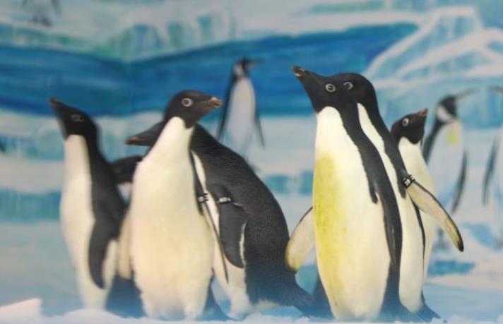 冰城“新星”到：黑龙江省首次引进阿德利企鹅