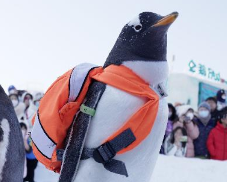 【冰雪经济】哈尔滨“淘学企鹅”有了“新身份”：为城市旅游代言