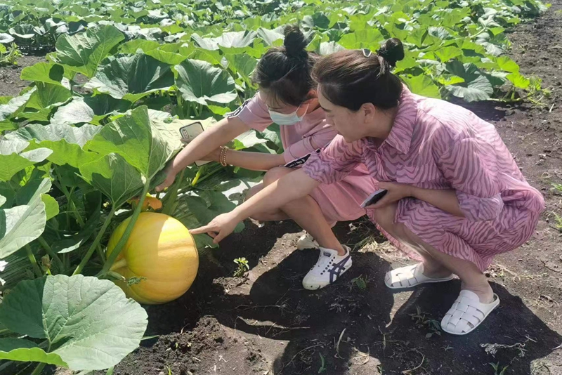 双鸭山市友谊县：“农业嘉年华”为