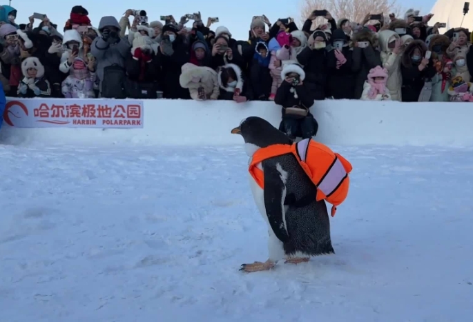 哈尔滨可爱企鹅受游客欢迎