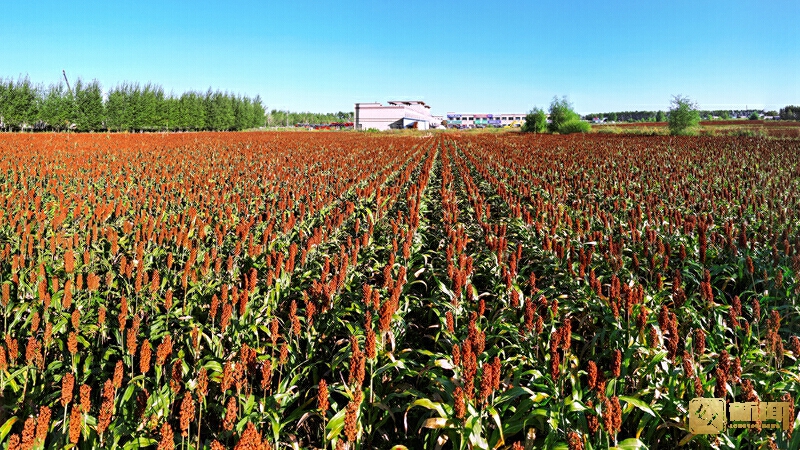 8《秋色满园》赵长林 绥棱13251551512(1).jpg