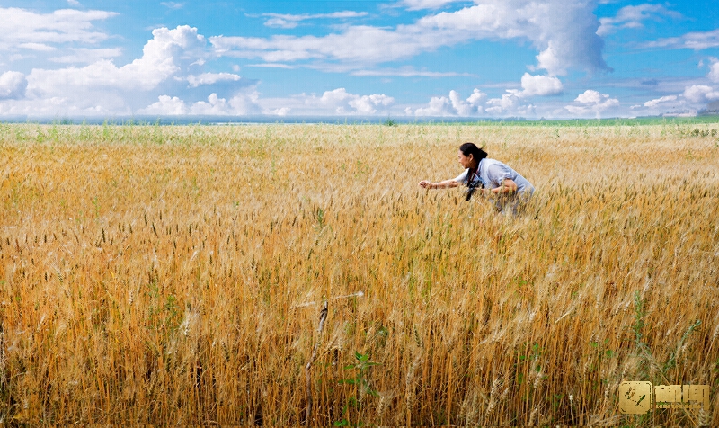 2《喜看麦熟》赵长林绥化市摄影家协会1325155112.jpg