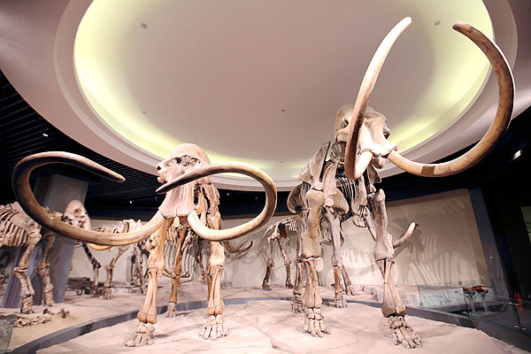 大庆博物馆“镇馆之宝”——第四纪真猛犸象化石。
