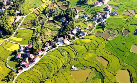 湖南雙峰：再生稻 喜豐收