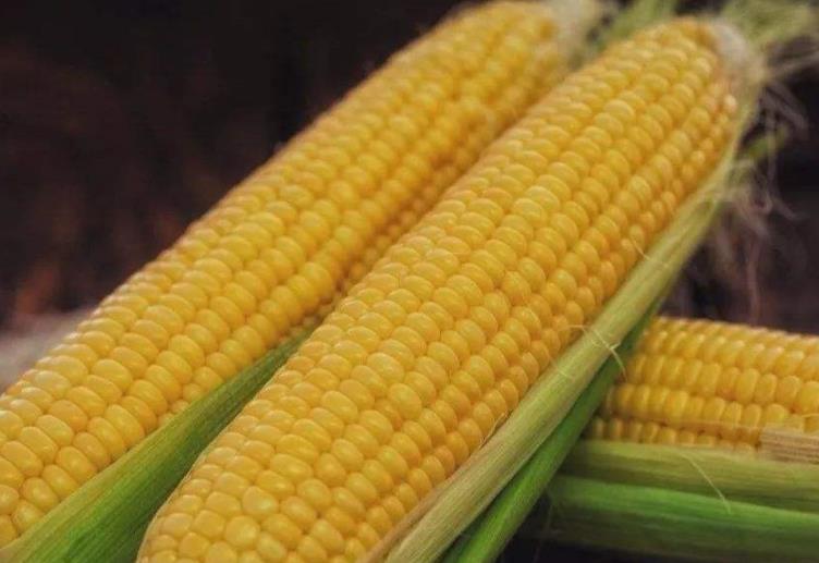黑龙江齐齐哈尔：鲜食玉米产业发展喜迎“东风”