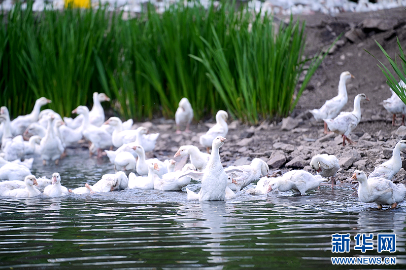 乡味丨龙江森林食品：“鹅”经济带火绿色循环全产业链