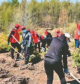 北安開展共植青年林活動