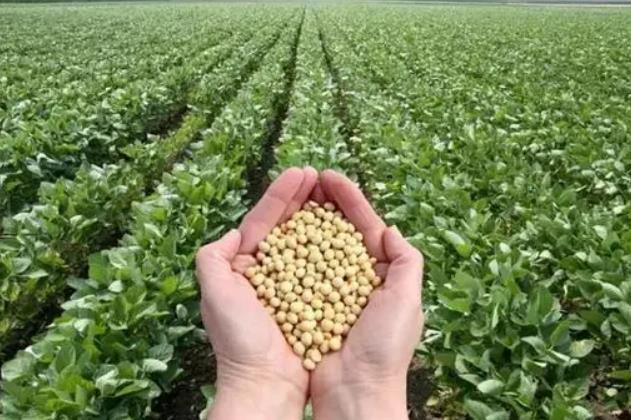 阳光农险开展全流程保险助大豆产业振兴
